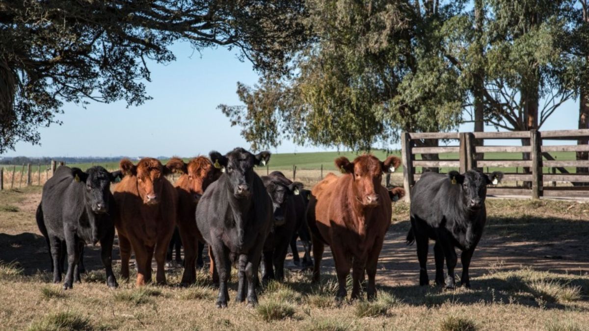 Controle do carrapato bovino exige atenção ao clima e ao ambiente, segundo estudo no RS