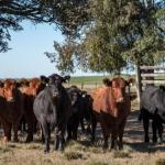 Controle do carrapato bovino exige atenção ao clima e ao ambiente, segundo estudo no RS