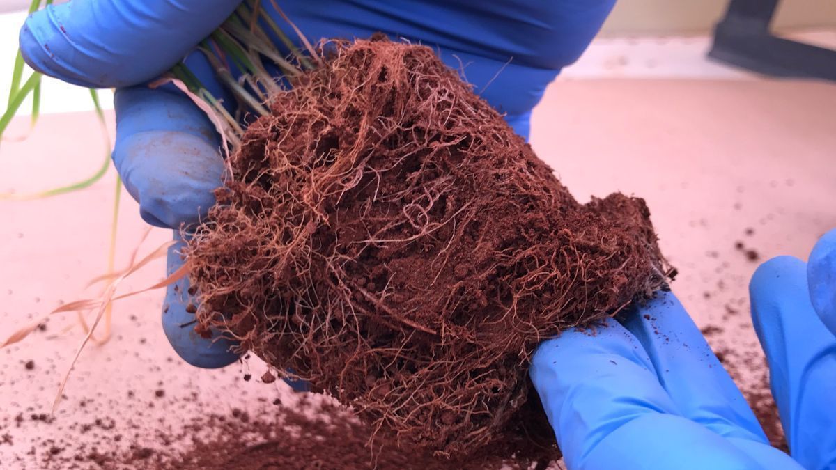 Diversidade microbiana do solo altera eficácia de controle biológico no trigo