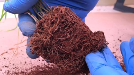 Raízes de muda de planta