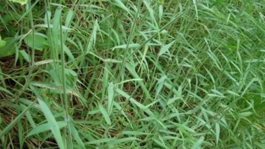 Capim-meloso ameaça ecossistemas e produtividade na Serra do Cipó