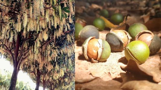 Árvore de macadâmia e fruto caído no chão