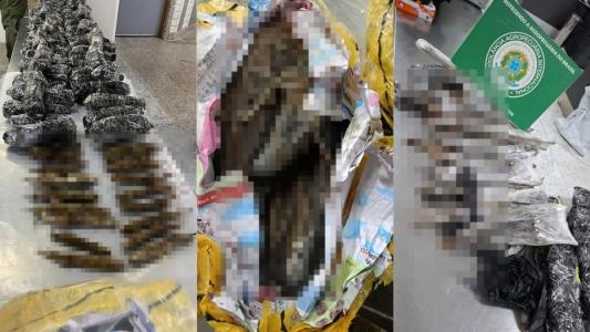 Carga com animais mortos vindos da Nigéria