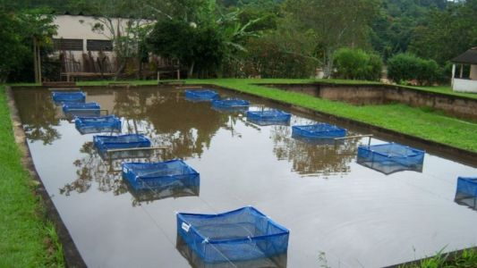 Aquicultura sustentável avança como aliada na redução das emissões e impactos do clima
