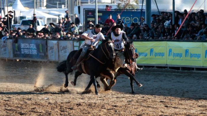 Animais em prova na Expointer