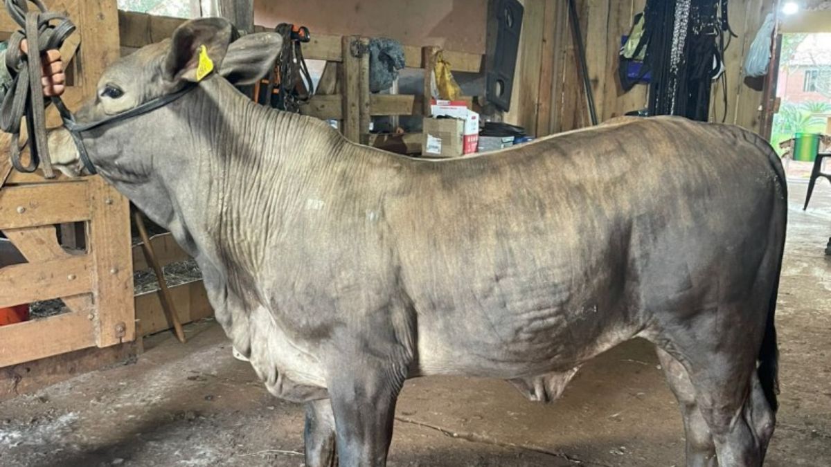 Expointer terá estreia da raça de bovino de corte Greyman no RS
