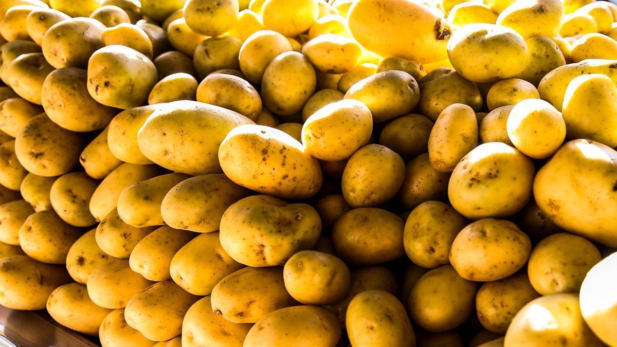 Preços da batata e cebola caem em julho nas Ceasas, aponta boletim da Conab
