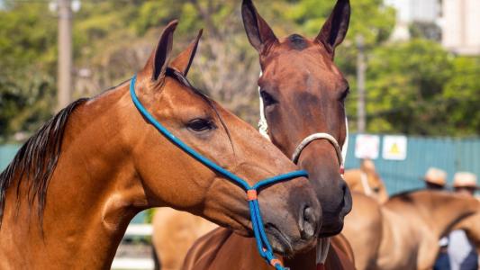 Cavalos Campolina