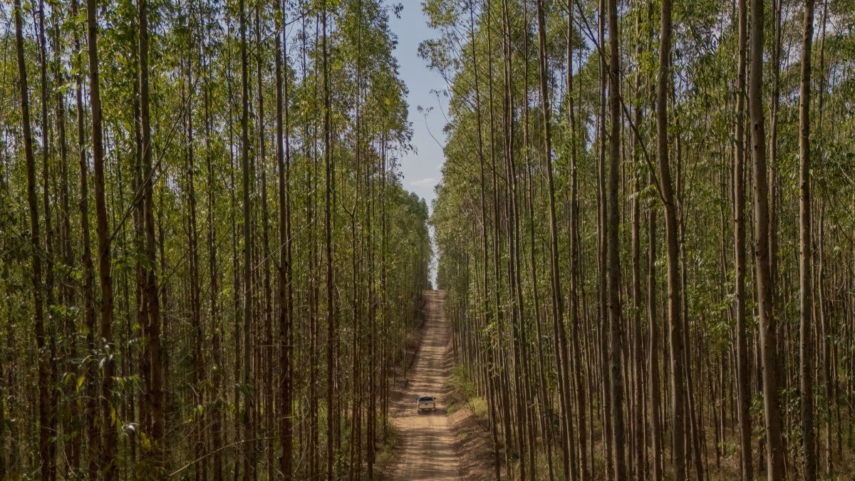 Expedição vai mapear produtividade de florestas cultivadas no Brasil