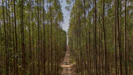 Floresta plantada