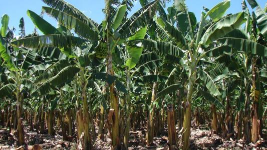 Bananeiras