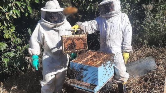 Apicultores com colmeia