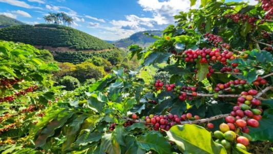 Plantação de café