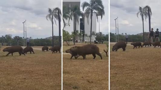 Capivaras na Cidade Administrativa