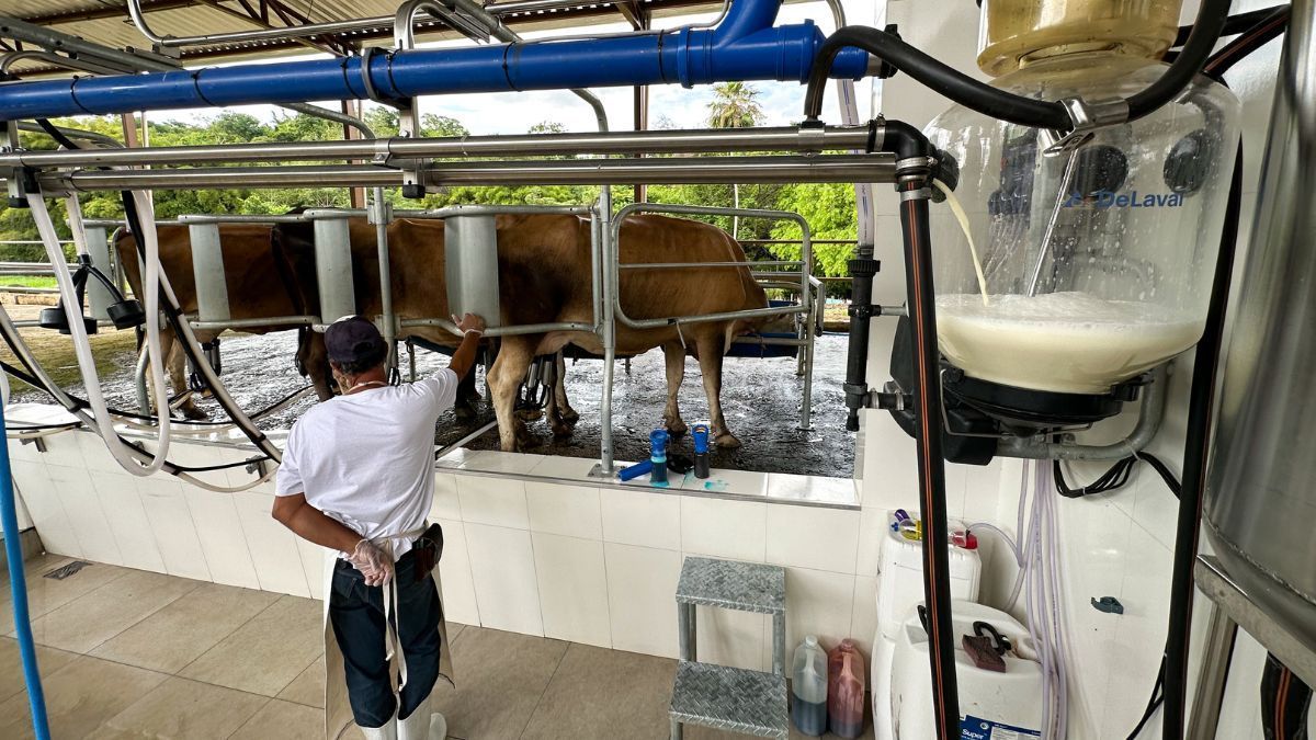 Produção cresce e preço do leite pago ao produtor recua pelo segundo mês seguido