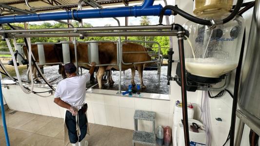Produção cresce e preço do leite pago ao produtor recua pelo segundo mês seguido