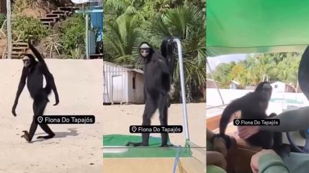 Vídeo de macaco-aranha em praia viraliza, e ICMBio faz alerta; veja