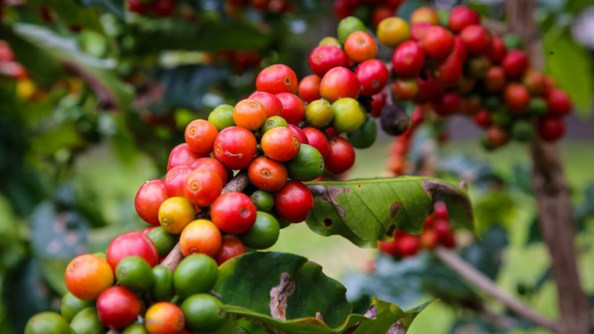 Governo de SP amplia compra pública de café para enfrentar tarifas dos EUA