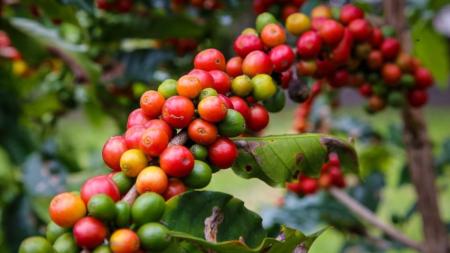 Frutos do café