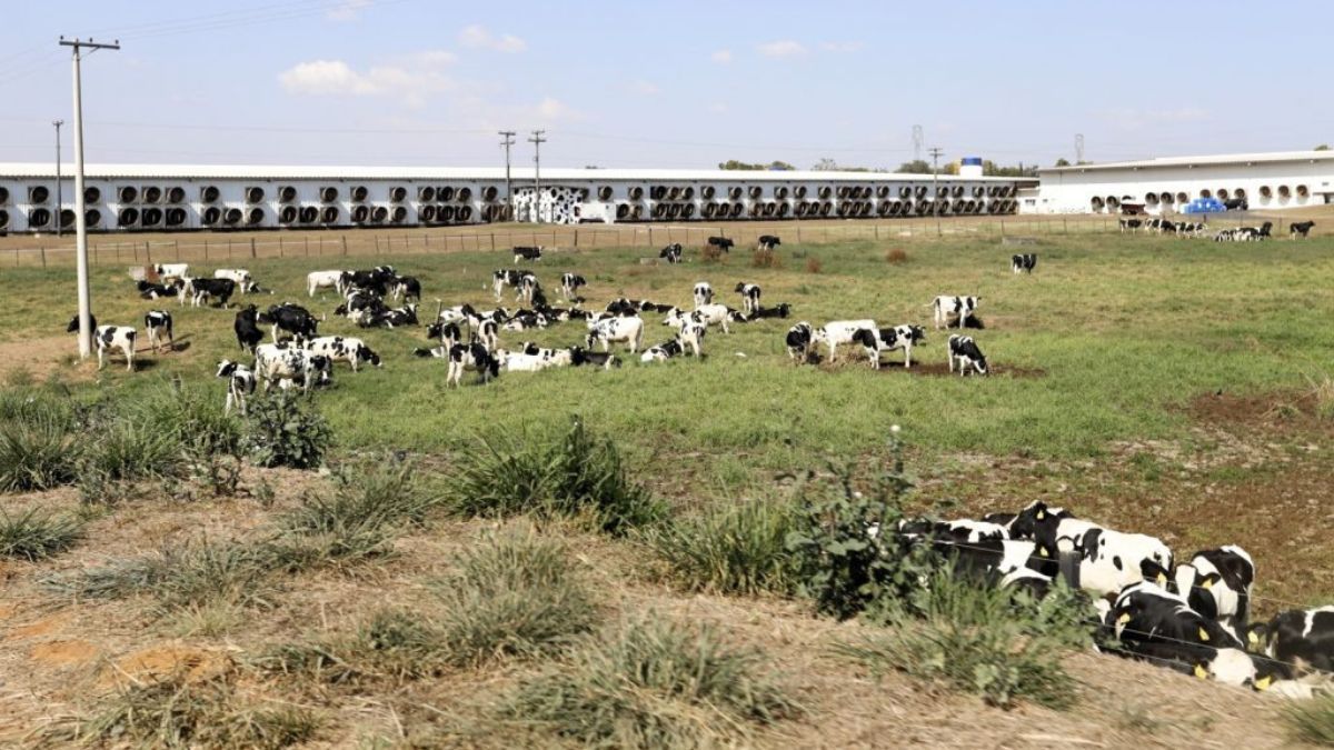Fazenda de São Paulo é maior produtora de leite do Brasil
