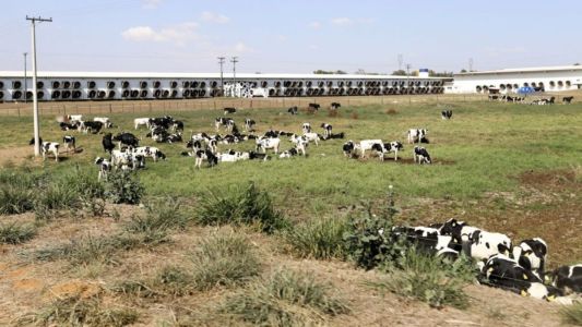 Fazenda de São Paulo é maior produtora de leite do Brasil