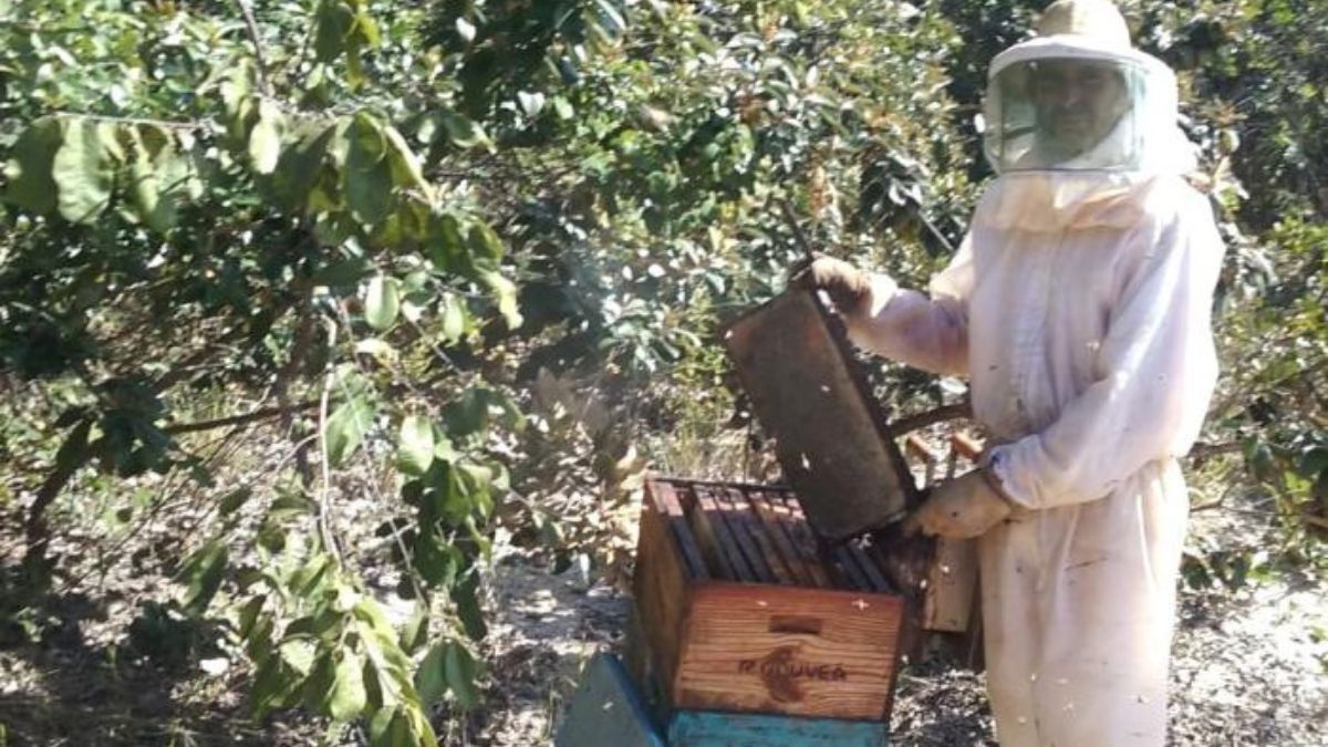 Apicultor mineiro transforma paixão por abelhas em negócio sustentável