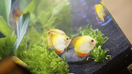 Peixes ornamentais