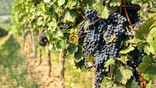 Uvas