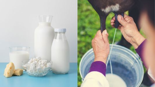 Leite e derivados e pessoa tirando leite de vaca