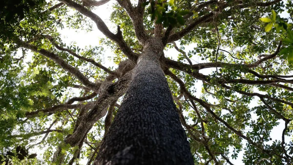 Fiemg pressiona Lula por sanção da nova Lei de Licenciamento Ambiental