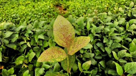 Ferrugem asiática da soja tem focos identificados no Rio Grande do Sul