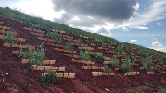 Pesquisadores testam espécies do Cerrado para revegetar barragens de mineração