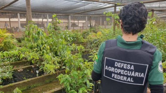 Operação de combate ao trânsito irregular de sementes e mudas é realizada em SP