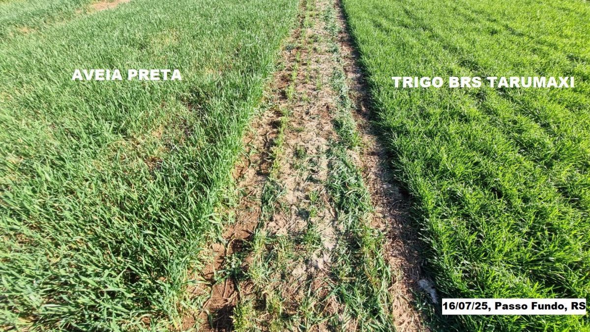 Trigo forrageiro mostra maior tolerância às geadas no Sul do país