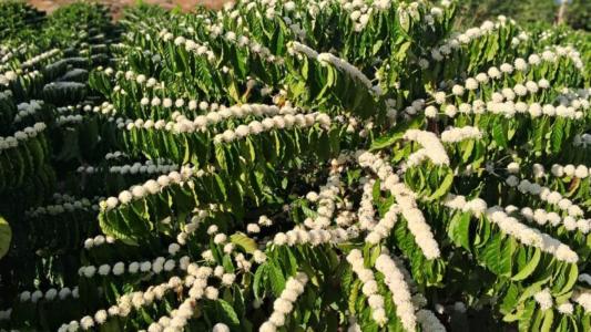 Primavera marca início do ano agrícola com florada promissora do café conilon