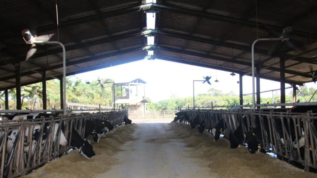 Pesquisa mineira avança em alternativas para mitigar gases de efeito estufa na agropecuária