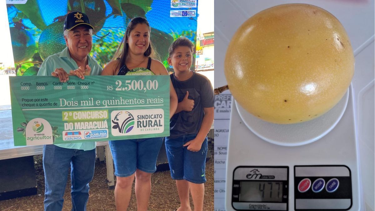 Casal colhe maracujá gigante e vence concurso no Mato Grosso