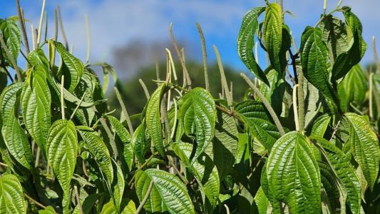 planta Piper hispidum