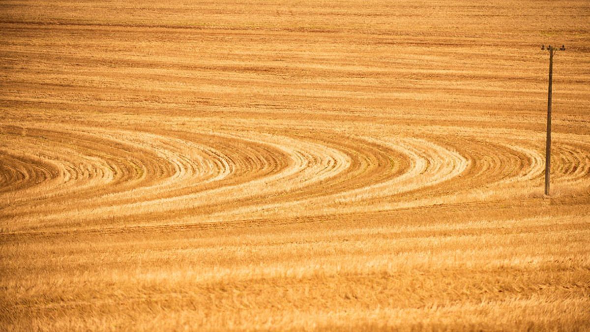 Zoneamento de Risco Climático (Zarc) da soja passa a registrar manejo do solo