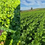 Tecnologia e concessão de crédito rural: Mineira JPA Agro impulsiona o agronegócio