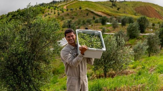 Azeite de Minas premiado em Paris é produzido no olival mais alto do mundo