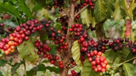 Frutos do café