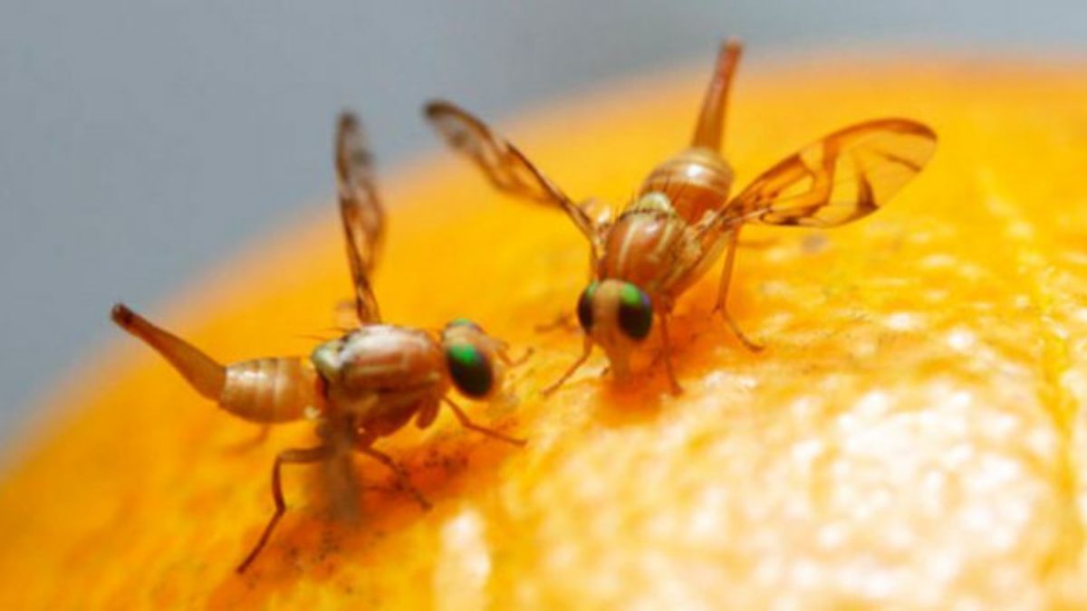 Combate a 'Mosca-das-frutas' une defesas agropecuárias da Bahia e Rio Grande do Norte
