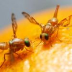 Combate a 'Mosca-das-frutas' une defesas agropecuárias da Bahia e Rio Grande do Norte