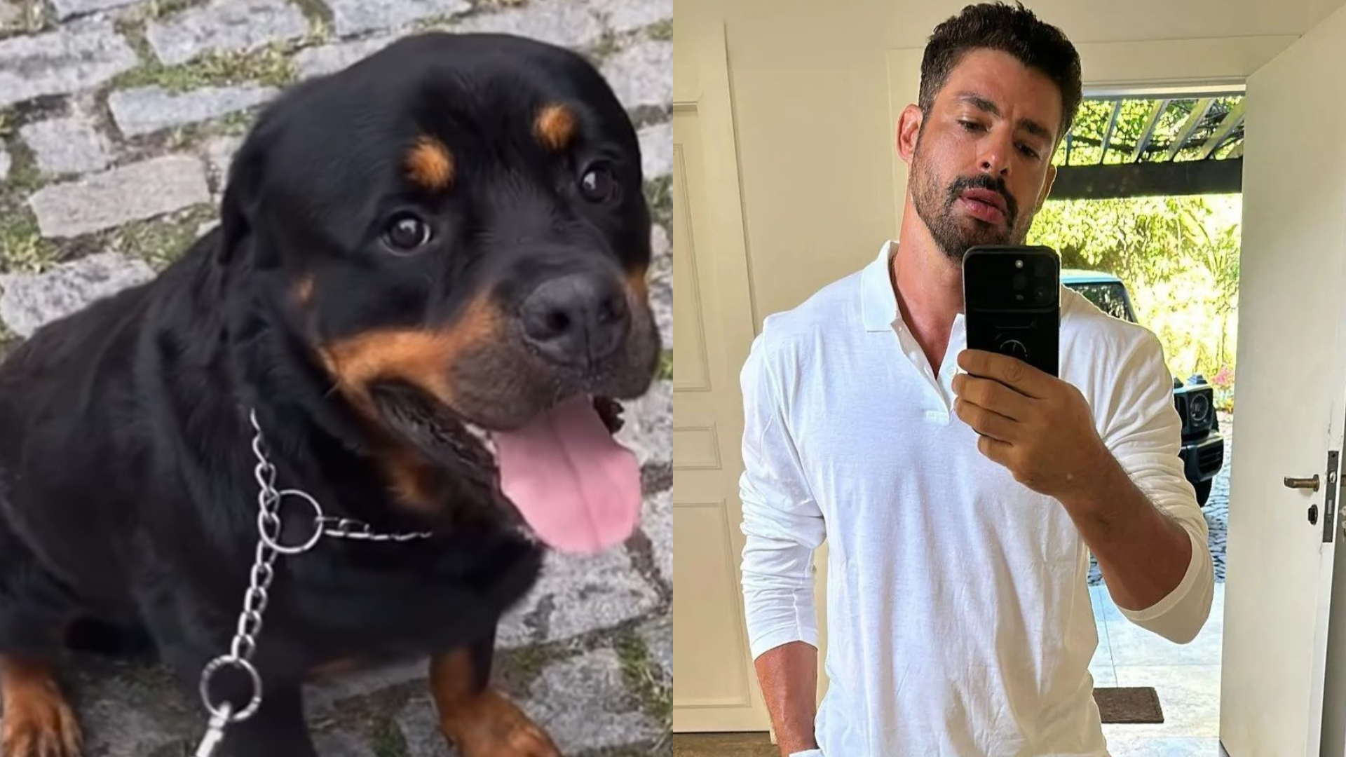 Cachorro de Cauã Reymond morre envenenado e ator desabafa: 'Nunca pensei que seria tão dolorido'