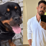 Cachorro de Cauã Reymond morre envenenado e ator desabafa: 'Nunca pensei que seria tão dolorido'