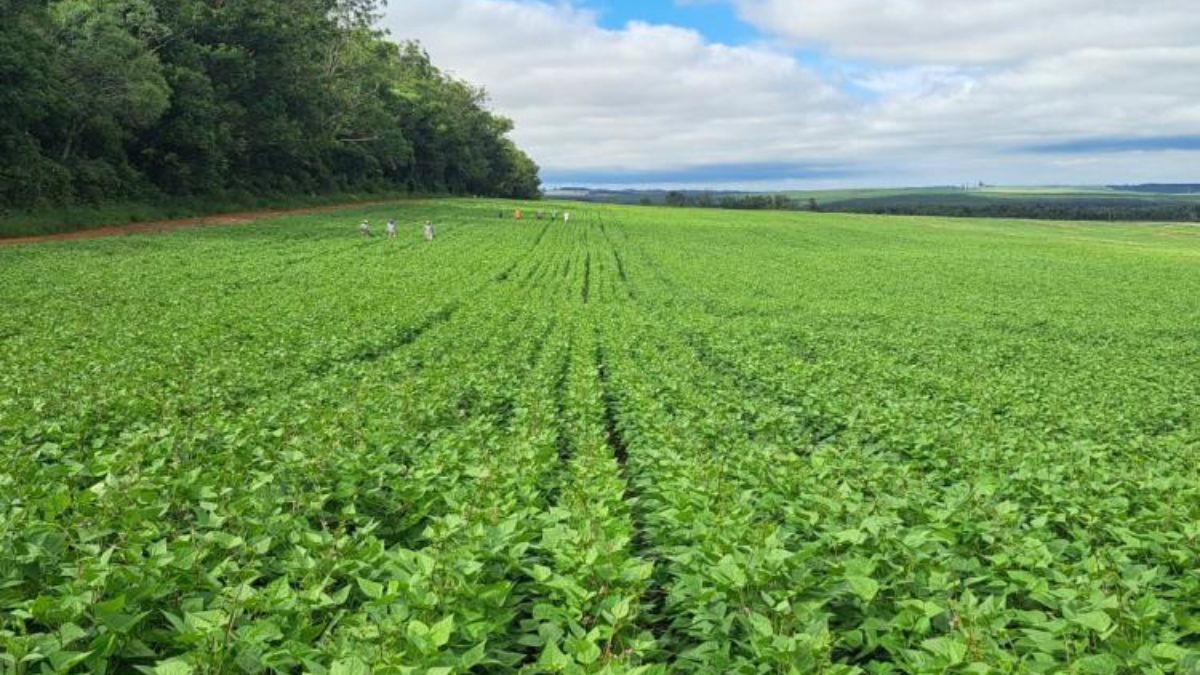 Paraná produz 864 mil toneladas de feijão e alcança 1º lugar em ranking nacional