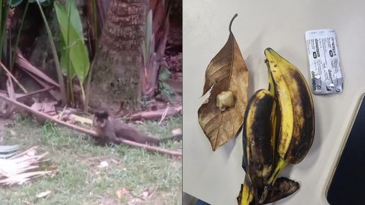 Casal suspeito de dopar macacos no Jardim Botânico é preso no Rio | CNN Brasil