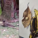 Casal suspeito de dopar macacos no Jardim Botânico é preso no Rio