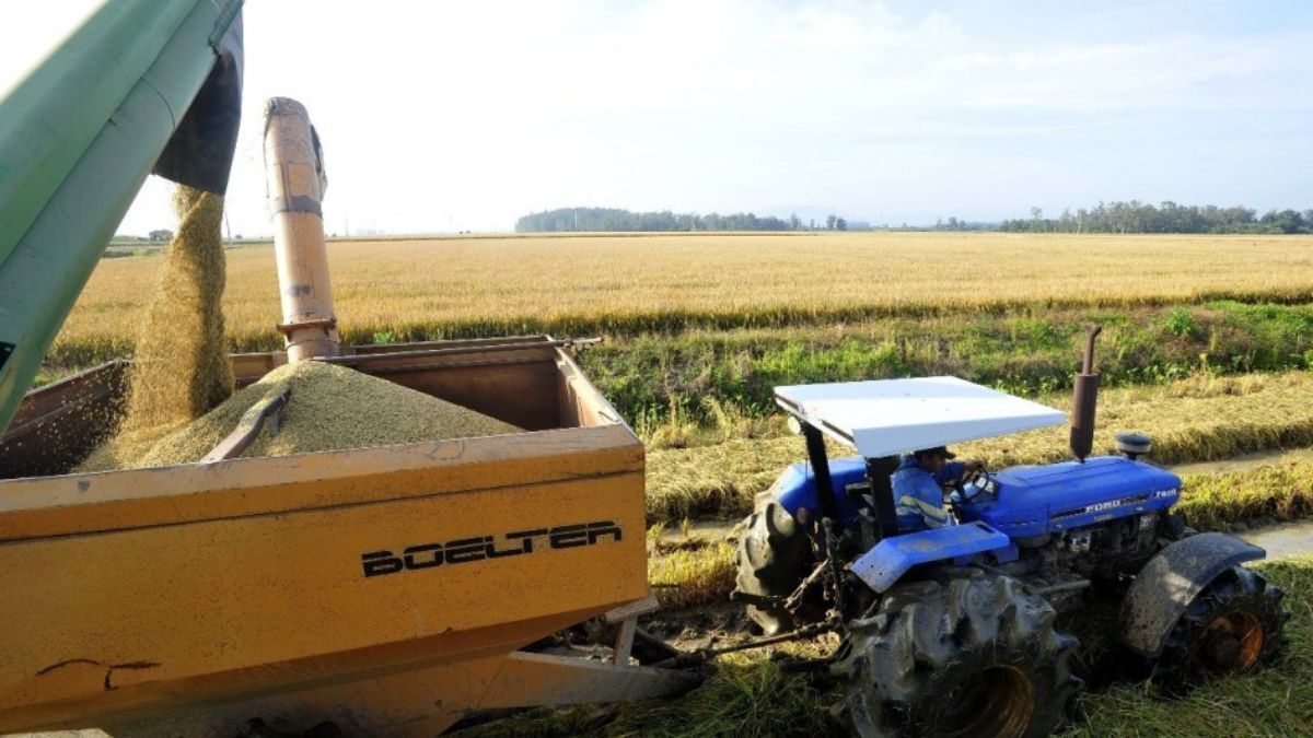 Colheita do arroz no Rio Grande do Sul atinge quase 80% da área semeada